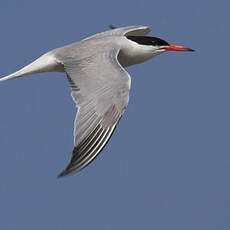 Common Tern