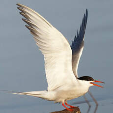 Common Tern