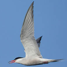 Common Tern