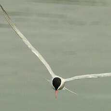 Common Tern