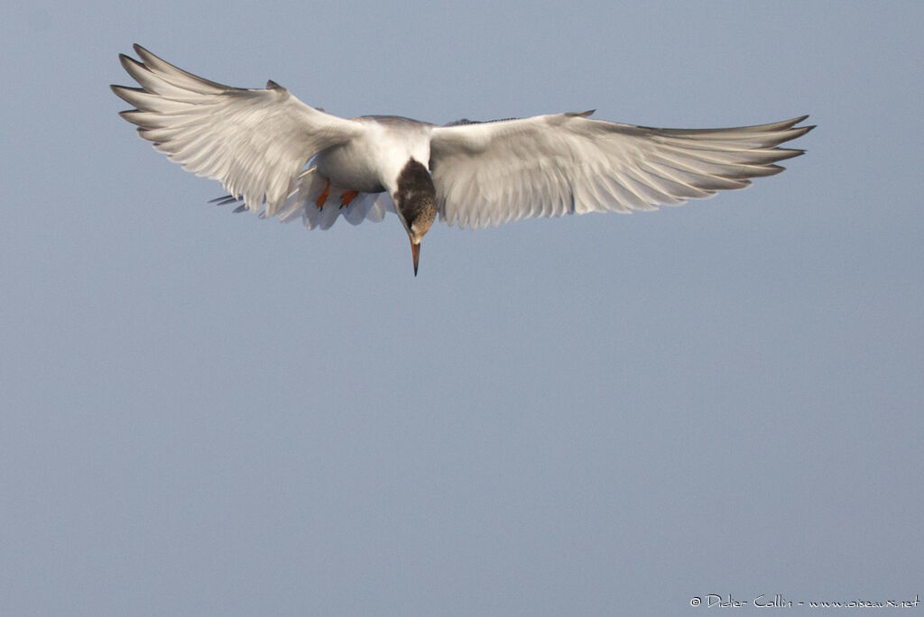 Common Ternjuvenile, Flight, Behaviour