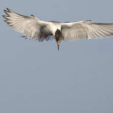 Common Tern