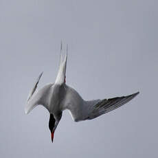 Common Tern