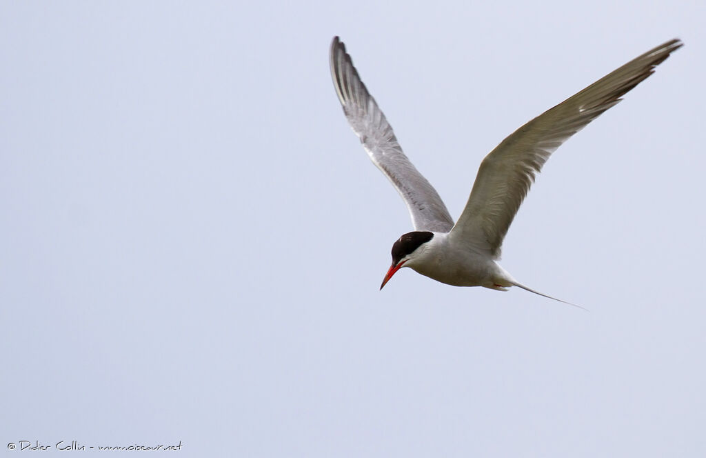 Common Ternadult, Flight