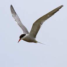 Common Tern