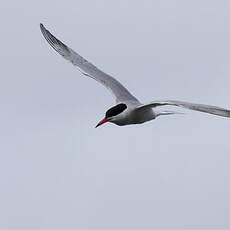 Common Tern