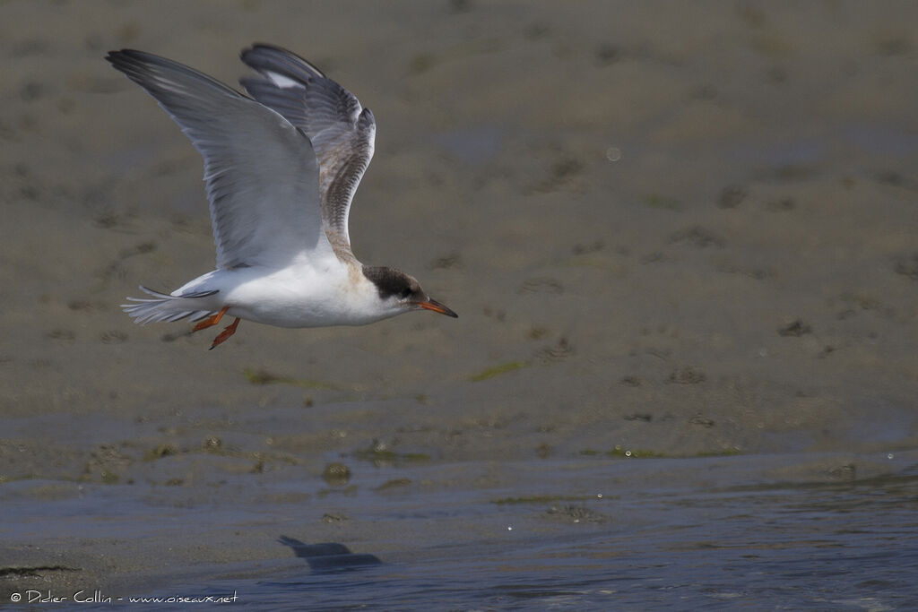 Common Ternjuvenile, Flight