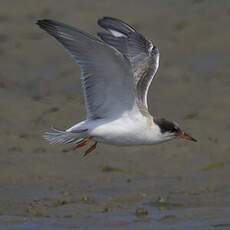 Common Tern