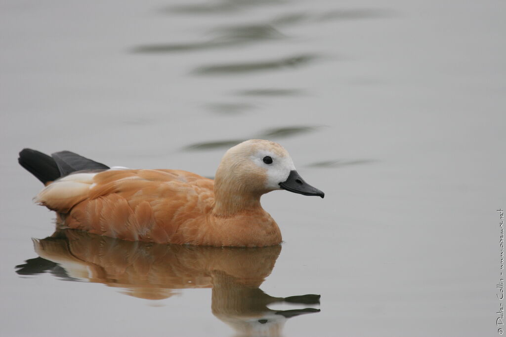 Ruddy Shelduckadult