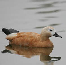 Ruddy Shelduck