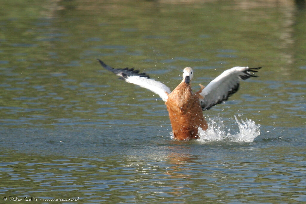 Ruddy Shelduckadult