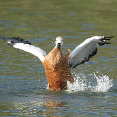 Ruddy Shelduck