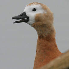 Ruddy Shelduck