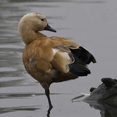 Ruddy Shelduck