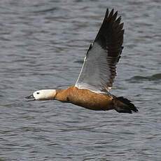 Ruddy Shelduck