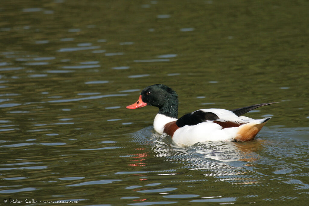 Common Shelduck