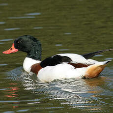 Common Shelduck