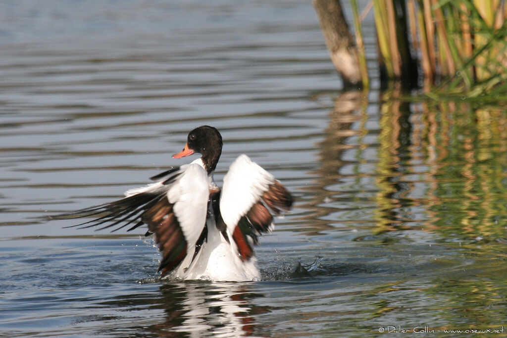 Common Shelduck