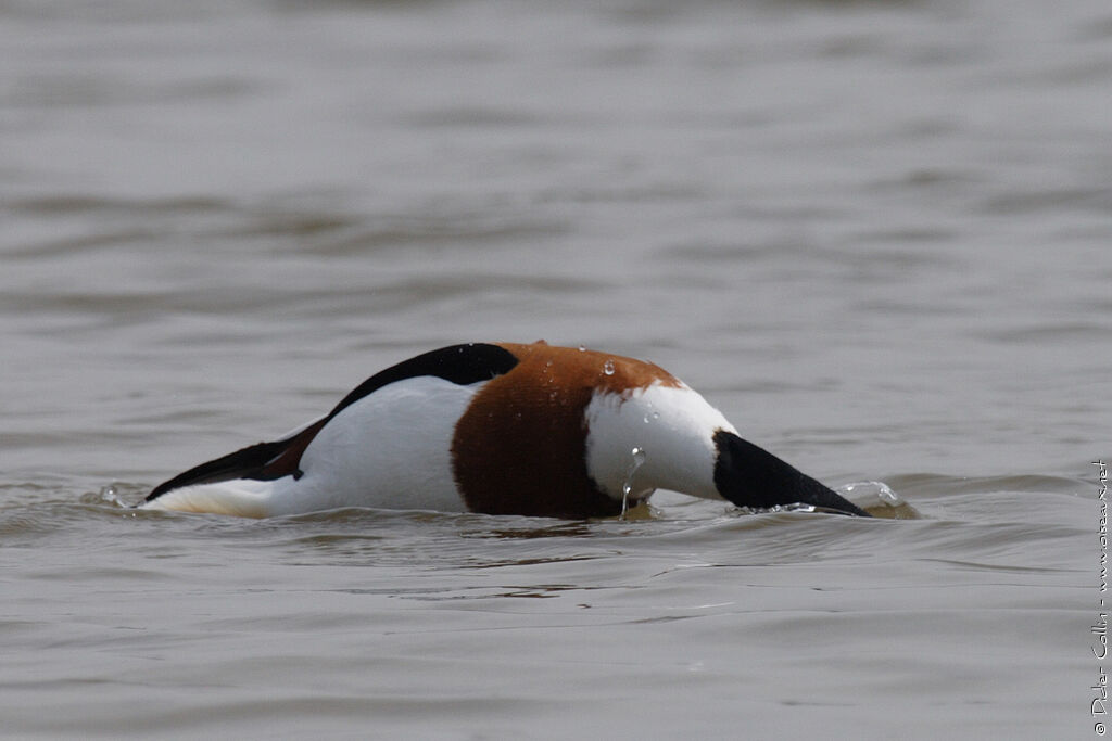 Common Shelduck