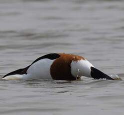 Common Shelduck