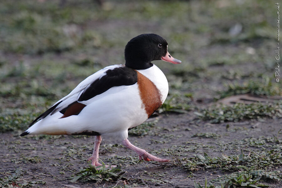 Common Shelduck male adult