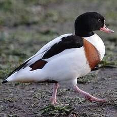 Common Shelduck