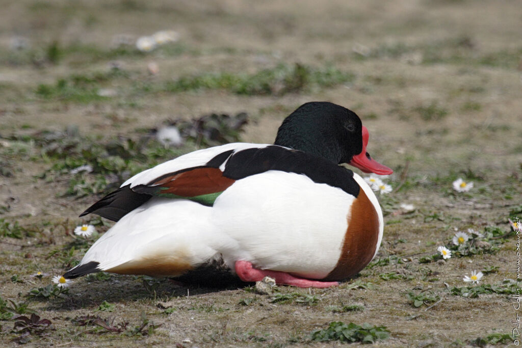 Common Shelduck male adult