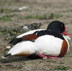 Common Shelduck