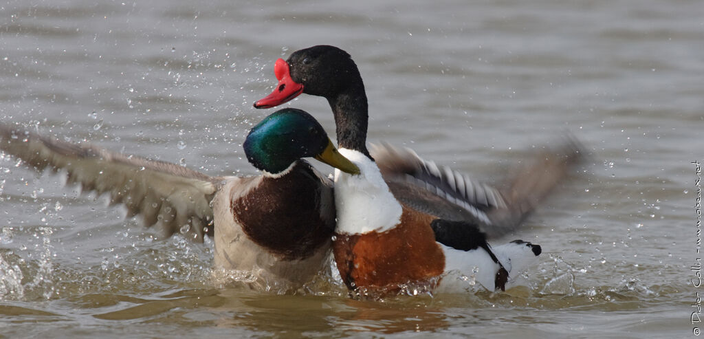 Common Shelduck