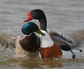 Common Shelduck