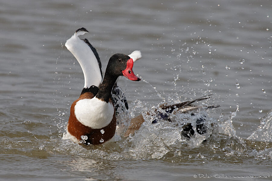 Common Shelduck