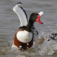 Common Shelduck