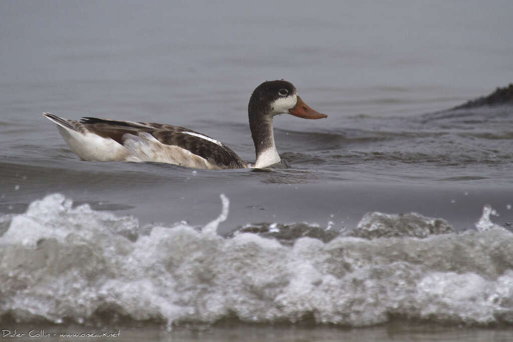 Tadorne de Belonjuvénile, identification