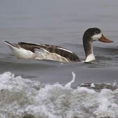 Common Shelduck