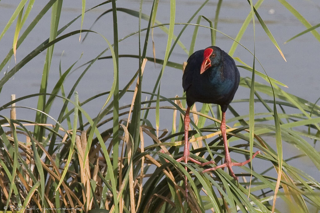 Talève sultaneadulte, identification