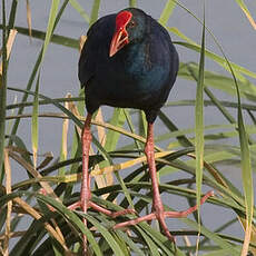 Western Swamphen