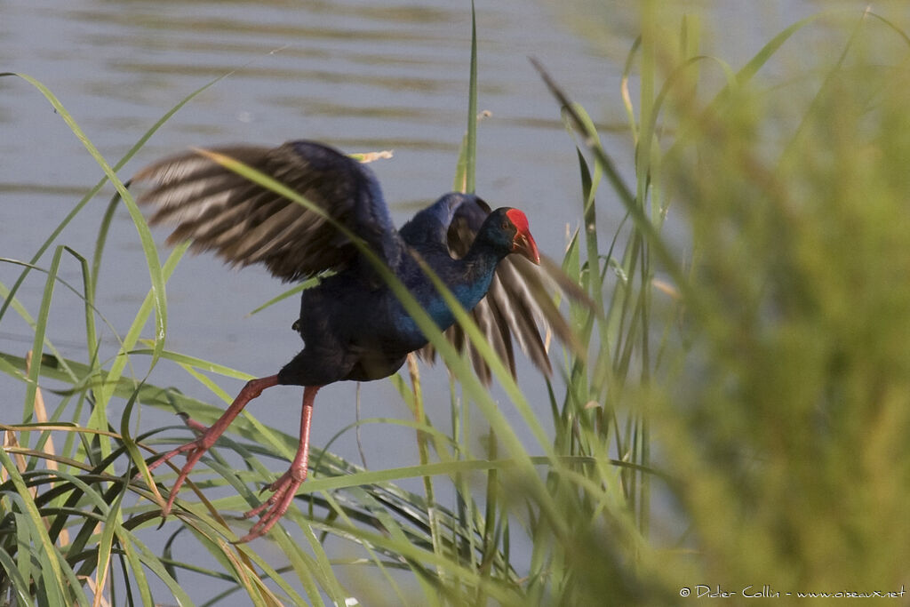 Western Swamphenadult