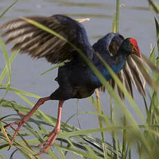 Western Swamphen