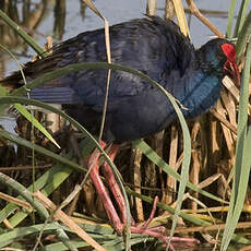 Western Swamphen