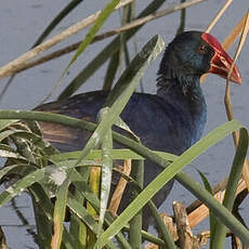 Western Swamphen