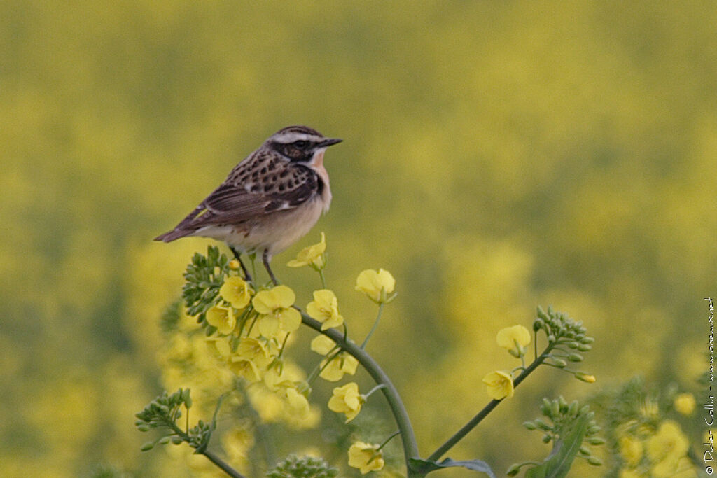 Tarier des prés mâle adulte, identification