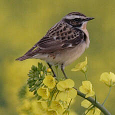 Whinchat