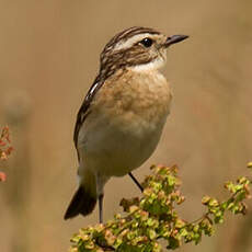 Whinchat