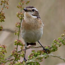 Whinchat