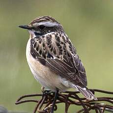 Whinchat