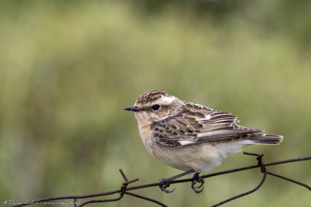 Whinchat female adult breeding, identification