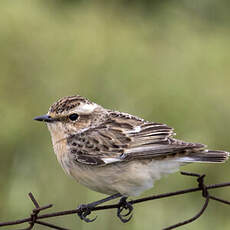 Whinchat