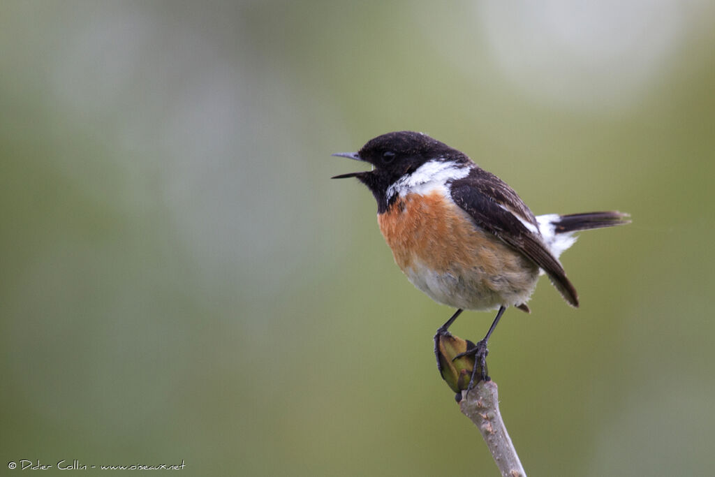 European Stonechat male adult breeding, song