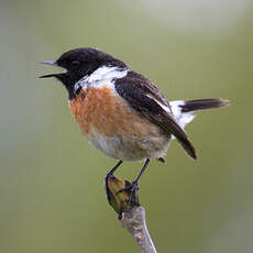 European Stonechat