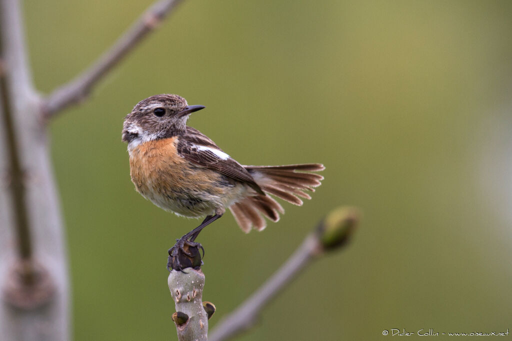 European Stonechat female adult, identification